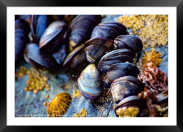 Mussels of St. Ives Framed Mounted Print by Ian Stone