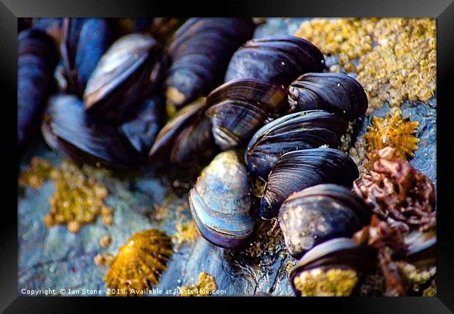 Mussels of St. Ives Framed Print by Ian Stone