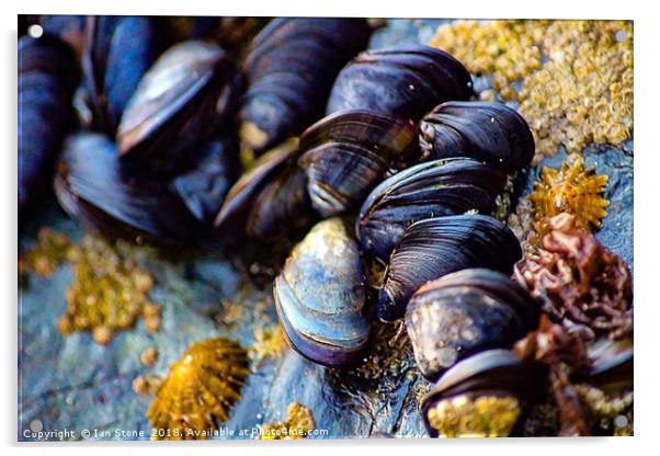 Mussels of St. Ives Acrylic by Ian Stone