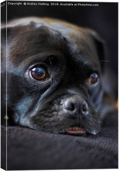 Resting Pug Canvas Print by Andrew Nutting