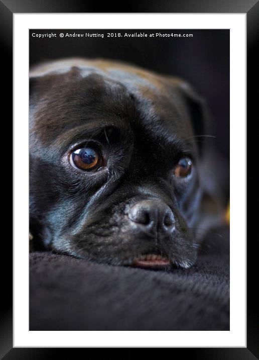 Resting Pug Framed Mounted Print by Andrew Nutting