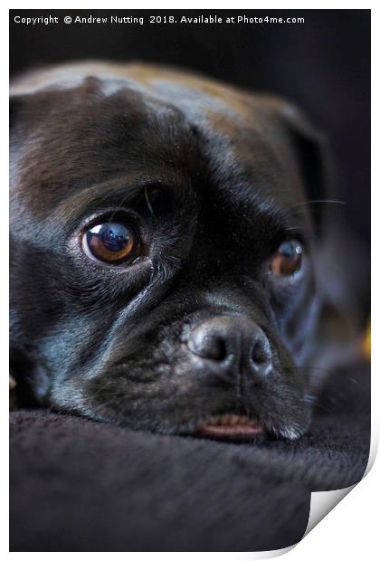Resting Pug Print by Andrew Nutting