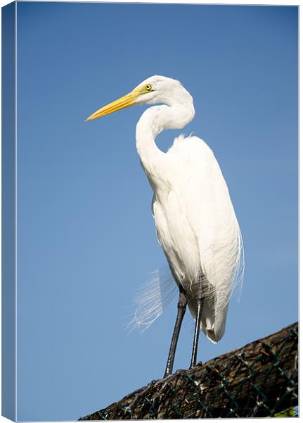Greater White Egret Canvas Print by Chris Thaxter