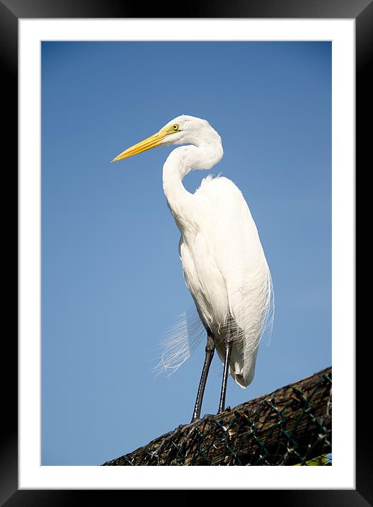 Greater White Egret Framed Mounted Print by Chris Thaxter