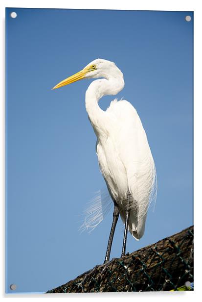Greater White Egret Acrylic by Chris Thaxter