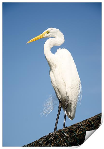 Greater White Egret Print by Chris Thaxter