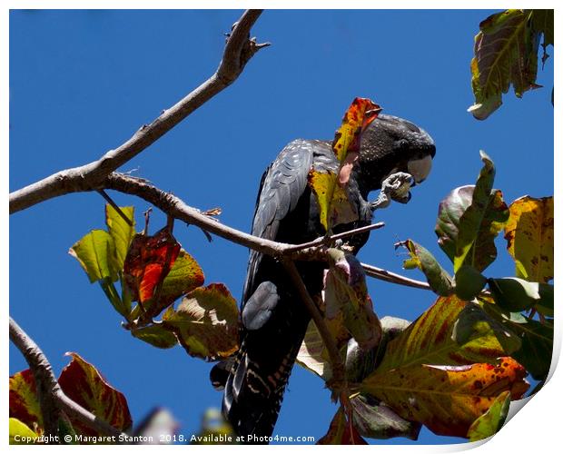 Red tailed black Cockatoo enjoying lunch  Print by Margaret Stanton