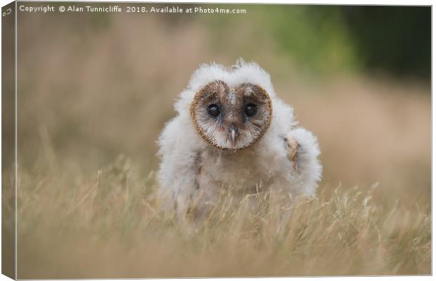 Very young barn owl Canvas Print by Alan Tunnicliffe