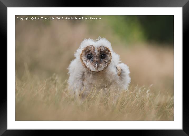 Very young barn owl Framed Mounted Print by Alan Tunnicliffe