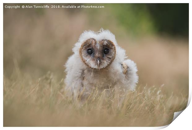 Very young barn owl Print by Alan Tunnicliffe