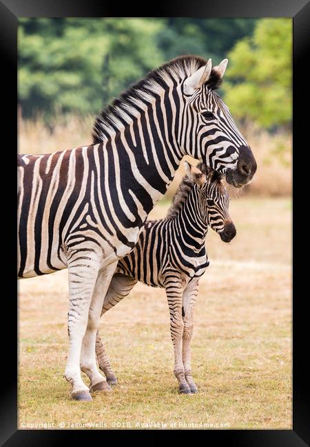 Mother & baby zebra Framed Print by Jason Wells