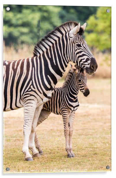 Mother & baby zebra Acrylic by Jason Wells