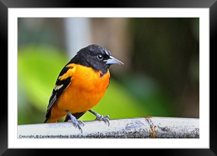 Baltimore Oriole Framed Mounted Print by Carole-Anne Fooks