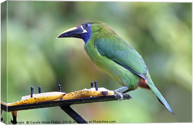 Blue-throated Toucanet Canvas Print by Carole-Anne Fooks