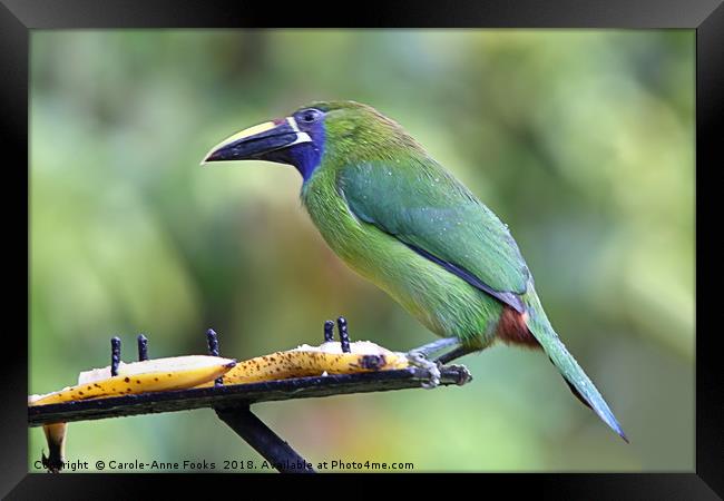 Blue-throated Toucanet Framed Print by Carole-Anne Fooks