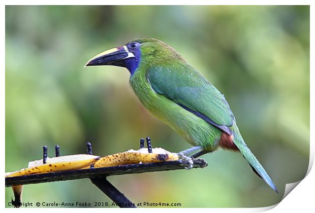 Blue-throated Toucanet Print by Carole-Anne Fooks