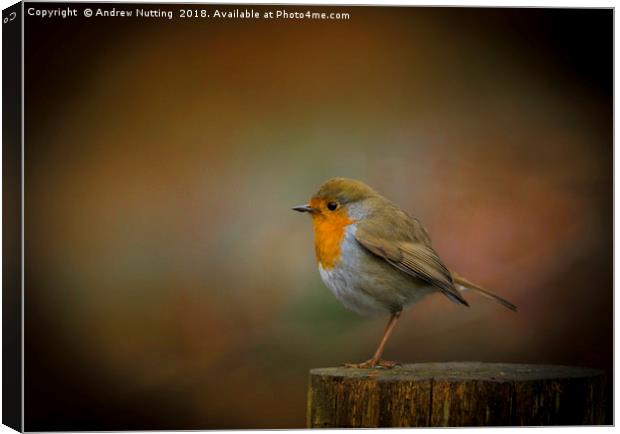 Red Robin Canvas Print by Andrew Nutting