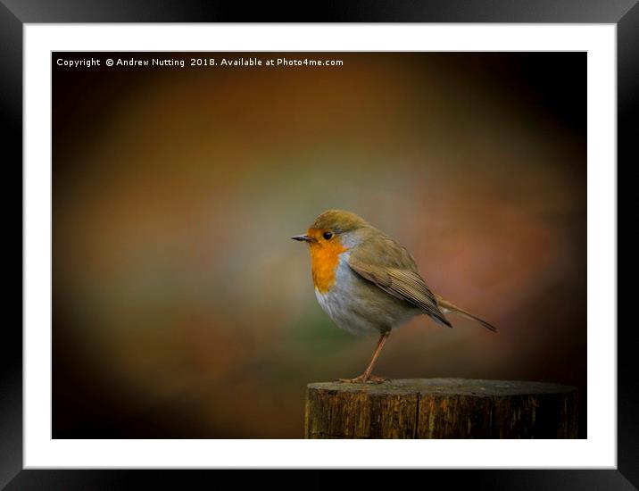 Red Robin Framed Mounted Print by Andrew Nutting