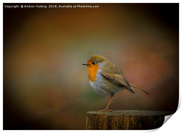 Red Robin Print by Andrew Nutting