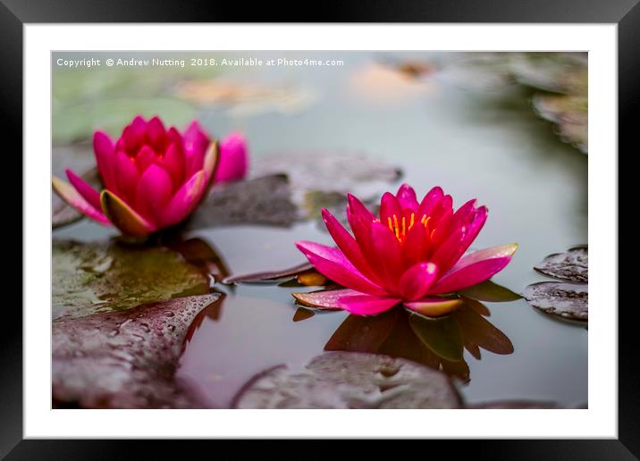 Lotus Water Lilys Framed Mounted Print by Andrew Nutting