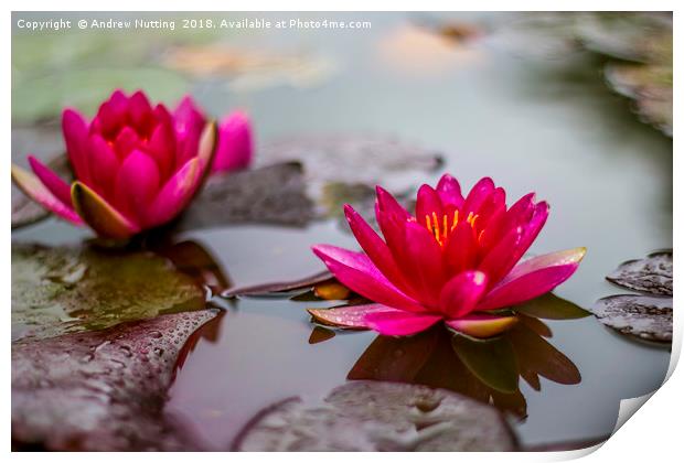 Lotus Water Lilys Print by Andrew Nutting