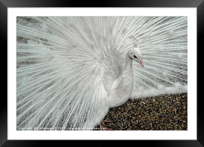 White Peacock Framed Mounted Print by Colin Metcalf