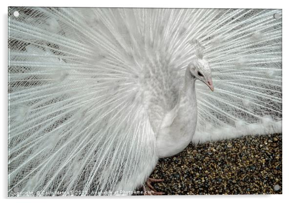 White Peacock Acrylic by Colin Metcalf