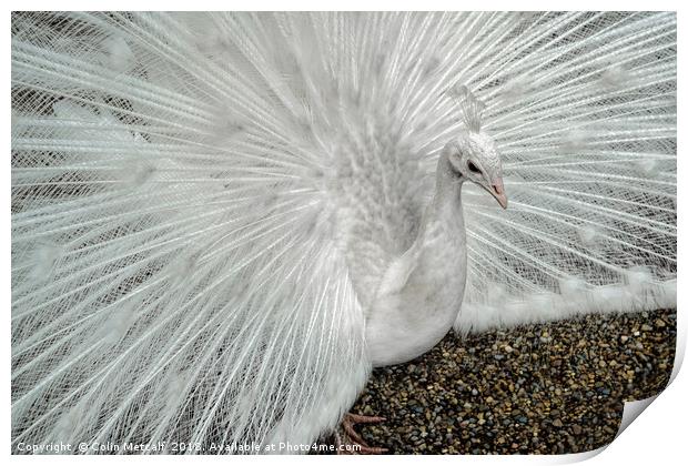 White Peacock Print by Colin Metcalf