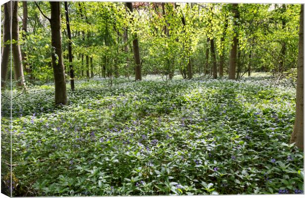 Wild Garlic and Bluebells Canvas Print by Graham Moore
