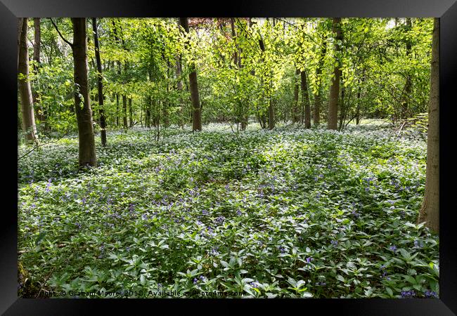 Wild Garlic and Bluebells Framed Print by Graham Moore