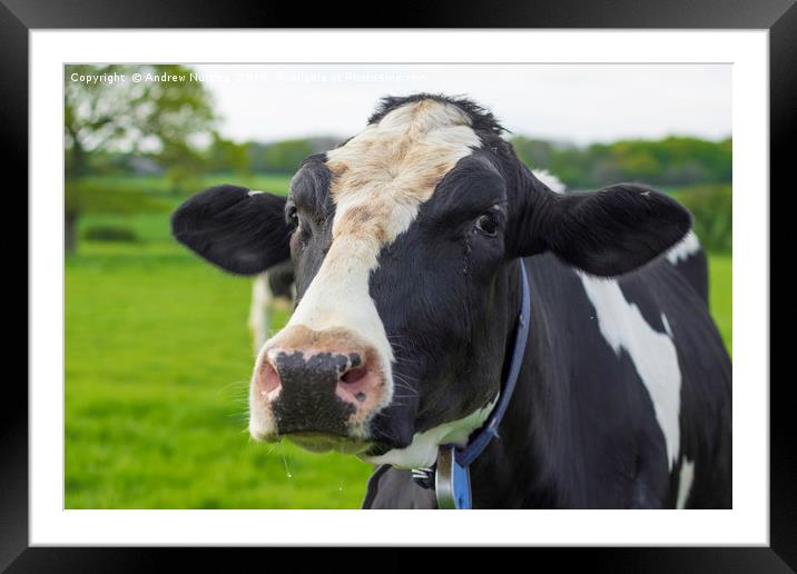 A Cow Framed Mounted Print by Andrew Nutting