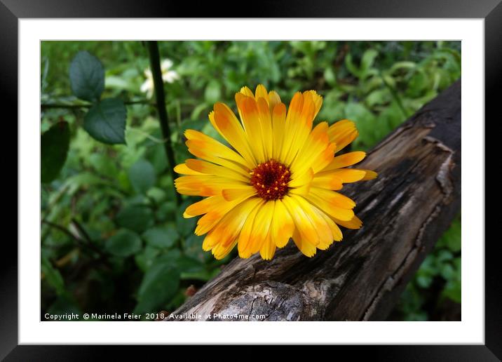 marigold in the forest Framed Mounted Print by Marinela Feier