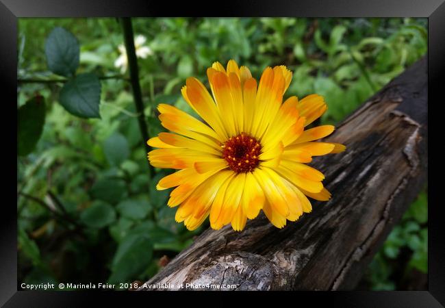 marigold in the forest Framed Print by Marinela Feier