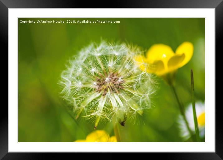 Dandelion Framed Mounted Print by Andrew Nutting