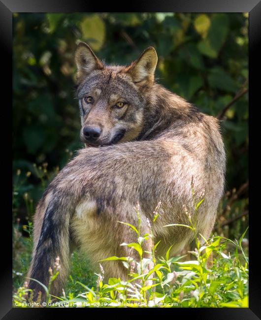 European Wolf looking behind Framed Print by GadgetGaz Photo