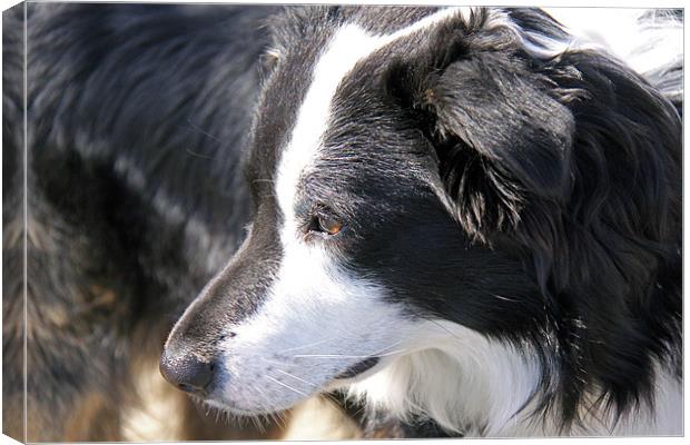 Border Collie Canvas Print by Linda More