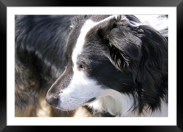 Border Collie Framed Mounted Print by Linda More