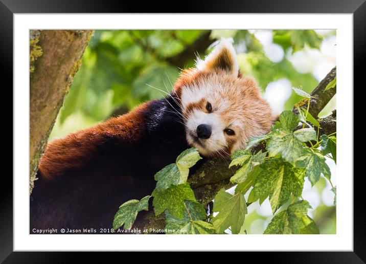 Red Panda Framed Mounted Print by Jason Wells