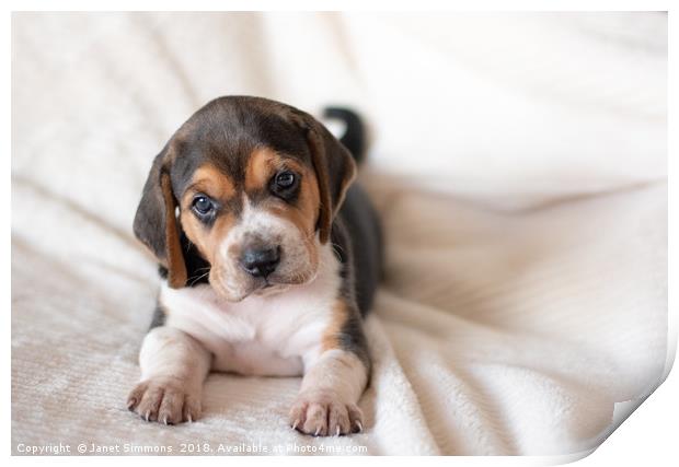 Guinness the 3 week old Beagle puppy Print by Janet Simmons