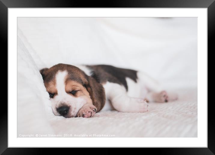 Beagle puppy sleeping Framed Mounted Print by Janet Simmons