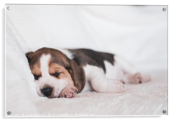 Beagle puppy sleeping Acrylic by Janet Simmons