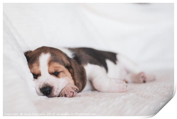 Beagle puppy sleeping Print by Janet Simmons