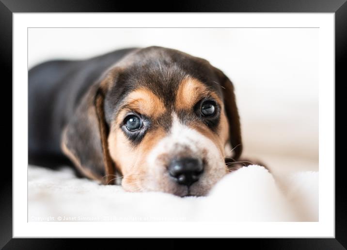 Guinness the 3 week old Beagle puppy Framed Mounted Print by Janet Simmons