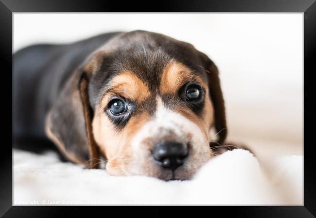 Guinness the 3 week old Beagle puppy Framed Print by Janet Simmons