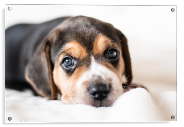 Guinness the 3 week old Beagle puppy Acrylic by Janet Simmons
