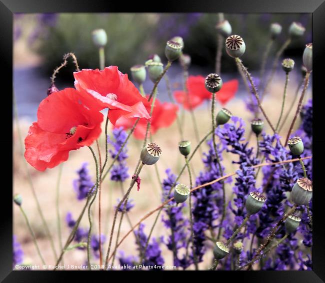 Vibrant Poppy and Lavender Fields Framed Print by RJ Bowler