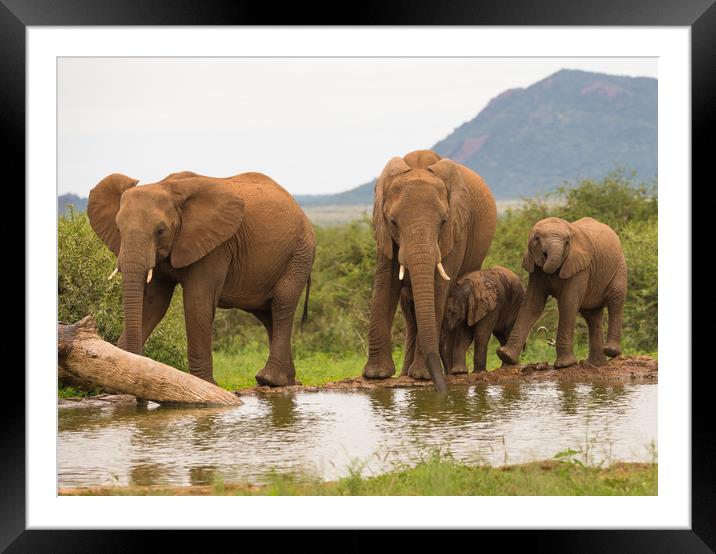 Elephant recreational time at the waterhole  Framed Mounted Print by Childa Santrucek