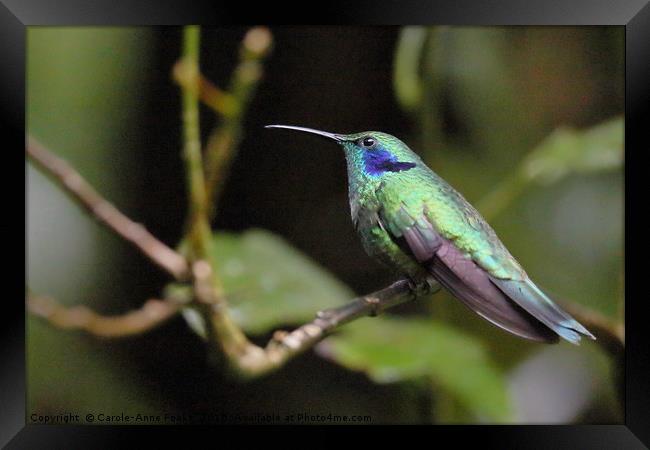 Green Violetear Hummingbird Framed Print by Carole-Anne Fooks