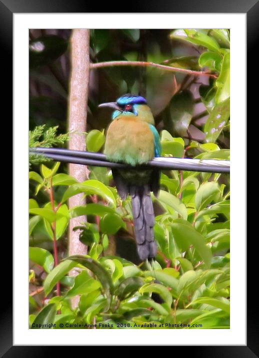 Blue-crowned Motmot Framed Mounted Print by Carole-Anne Fooks