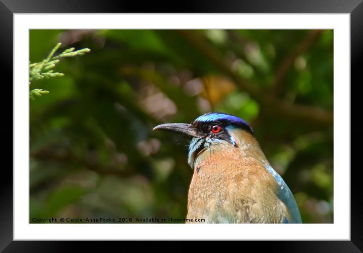 Blue-crowned Motmot Framed Mounted Print by Carole-Anne Fooks